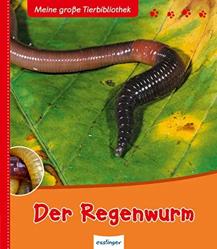 Meine große Tierbibliothek: Der Regenwurm