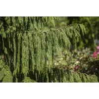 Chamaecyparis nootkatensis 'Pendula' – Winterharte Nootka-Scheinzypresse für Garten - Winterhartes, immergrünes Solitärgehölz mit eleganter Hängeform. Ideal für Einzelstellung im Garten, pflegeleicht und robust, ein architektonischer Blickfang.