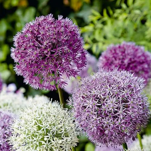 Bloomique - 15er-Mix - Allium Fantasia - Look - Zierzwiebel - Blau, Weiß, Lila - Blumenzwiebeln - Frühlingsblüher - Mehrjährige Pflanzen - Wird bis zu 70-90 cm groß