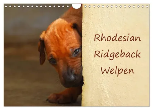 Anke van Wyk | Rhodesian Ridgeback Welpen (Wandkalender 2026 DIN A4 quer),...