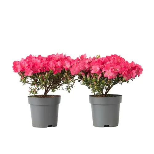 Plant in a Box - Rhododendron 'Azalea Anouk' - 2er Set - Japanische Azalee mit pinken Blüten, winterhart und ideal für kleine Gärten oder Töpfe. Lieferung in stabilen Töpfen (17cm) mit einer Höhe von 25-40cm.