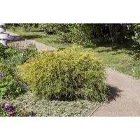 Chamaecyparis Pisifera Filifera Aurea Nana - Goldgelbe Faden-Zypresse - Die goldgelbe Faden-Zypresse ist eine kompakte, immergrüne Zwergkonifere, ideal für Gartenbeete und Kübel. Sie begeistert mit leuchtend goldgelben Nadeln und ist pflegeleicht, windverträglich und winterhart.