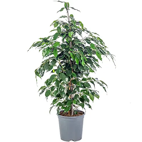 Flowerbox Birkenfeige - Ficus benjamini, pflegeleicht - Zimmerpflanze mit einer Höhe von ca. 100 cm, ideal für Halbschatten, bringt frisches Grün in Ihr Zuhause und ist pflegeleicht.