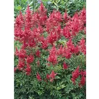 Astilbe X Arendsii Augustleuchten Prachtspiere Ca. 9x9 cm Topf