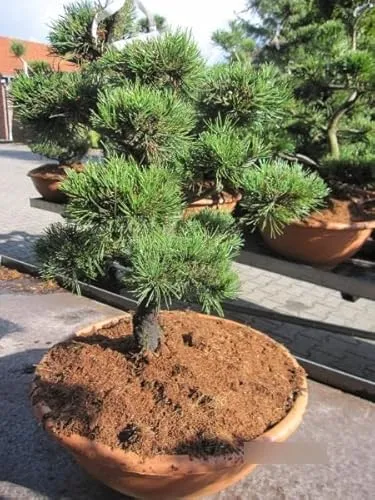 Formschnitt Haken-Kiefer Pompon - Pinus uncinata - 60-70cm
