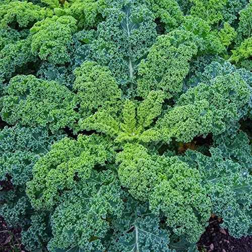 Grünkohl Niedriger Grüner Krauser Samen