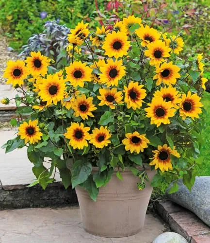BALDUR Garten Balkon-Sonnenblume 'SunBelievable®' im 12 cm-Topf - Blühende Balkon-Sonnenblume mit zahlreichen Blüten bis zu 6 Monate. Ideal für Kübel und Beete, pflegeleicht und bienenfreundlich. Perfekt für sonnige bis halbschattige Plätze.