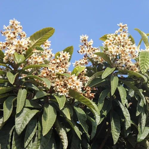 Japanische Wollmispel - Eriobotrya japonica 3 Liter Topfballen