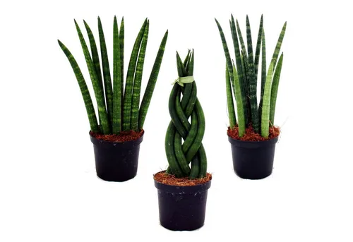 Exotenherz Sansevieria cylindrica 3er Set - Zimmerblumen - Pfiffiges 3er Set mit 