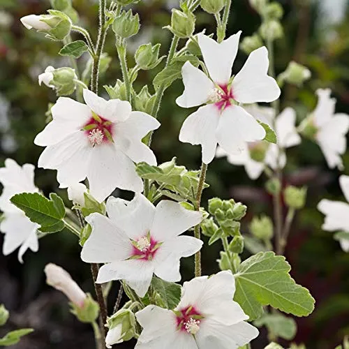 Buschmalve 'Barnsley' - Lavatera 'Barnsley' Topf 9x9cm: Große Blüten, rosa, pflegeleicht. 6 x