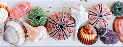 artissimo Glasbild Muscheln in Naturtönen 80x30 cm - Hochwertiges Glasbild im Panoramaformat 80x30 cm mit stilvollen Muscheln und Seeigeln. Bringt maritimes Flair in Ihr Zuhause und ist ideal für eine elegante Wandgestaltung. Pflegeleicht und sofort aufhängbar – die perfekte Deko für jeden Raum.