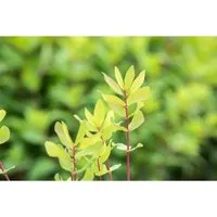 Lonicera Kamtschatica Honigbeere 30–40 cm – Winterhart und aromatisch - Robuster Beerenstrauch mit dekorativen Blüten und süß-säuerlichen Früchten. Ideal für den Garten oder als Kübelpflanze. Pflegeleicht und winterhart, perfekt für Naschgärten.