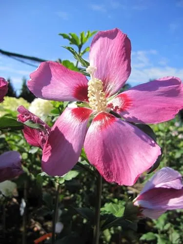Hibiscus syriacus Pink Giant von Baumschule
