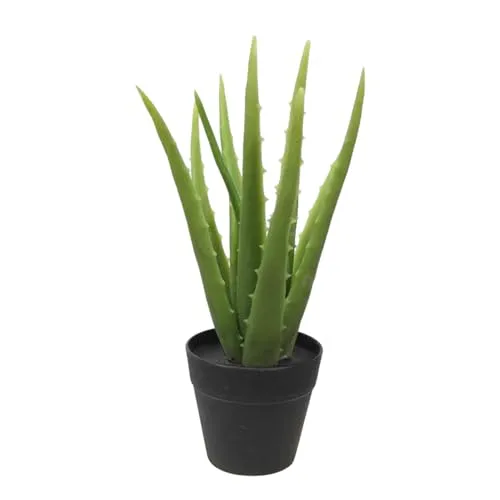 Kunstpflanze Aloe Vera im schwarzen Topf – Michael Noll, 25 cm - Realistische Kunstpflanze Aloe Vera von Michael Noll, pflegeleicht und immergrün. Ideal für Innenräume und geschützte Außenbereiche. Verleiht jedem Raum eine frische Atmosphäre ohne Pflegeaufwand.