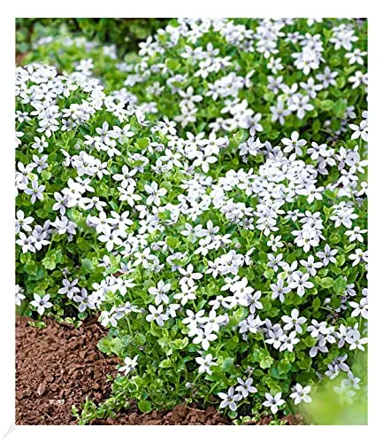 BALDUR Garten Weiße winterharte Isotoma