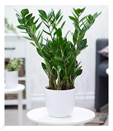 BALDUR Garten Zamioculcas ca. 55-65 cm hoch, 1 Pflanze, Glücksfeder, Zamie, Zamia Farn, Zamia Palme, pflegeleichte Zimmerpflanze Zimmerpflanze, Grünpflanze, mehrjährig - frostfrei halten