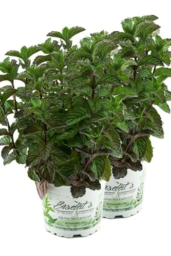 Produktbild 2er Set Grapefruit-Minze, Minze Pflanze, Winterhart (Mentha suaveolens x piperita)