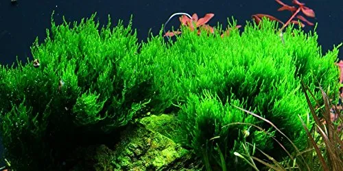 AquaOne Aquarium Pflanze In Vitro 1 Stück Moos Taxiphyllum 'Flame' Wasserpflanze 1-2-Grow Aquariumpflanzen Moose Becher Labor-Aquarienpflanzen