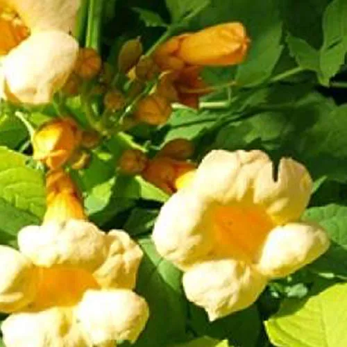 Campsis Radicans 'Flava'