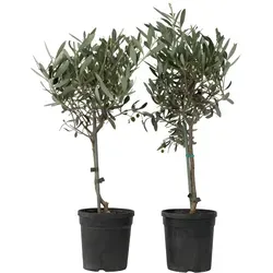 Plant in a Box Olea Europaea - Olivenbaum 2er Set - Sonstige Pflanzen, ideal für Garten oder Balkon mit mediterranem Flair und winterharten Eigenschaften.