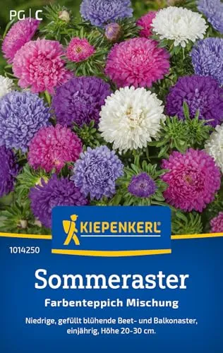 Kiepenkerl 101425 Sommerastersamen - Saatgut für niedrige, gefüllt blühende Beet- und Balkonaster, Blumensamen