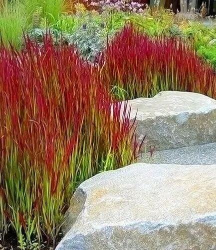 BALDUR Garten Ziergras 'Red Baron' im 9x9 cm-Topf - Japanisches Blutgras für Ihren Garten, winterhart und mehrjährig. Ideal für sonnige bis halbschattige Standorte, pflegeleicht und mit geringer Wasserbedarf.