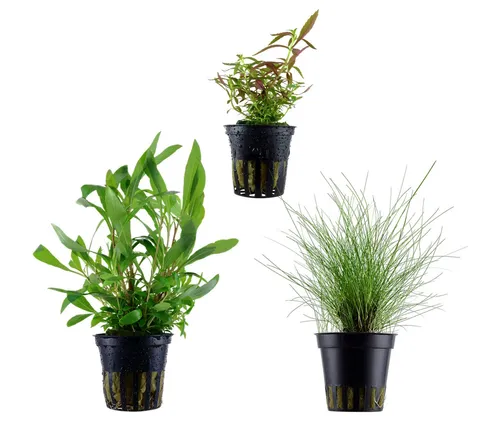Dehner Aqua Aquarienpflanzen Set Einsteiger 234, 3-teilig - Pflegeleichtes Aquarienpflanzen-Set mit 3 robusten Wasserpflanzen, ideal für Einsteiger. Verleihen Sie Ihrem Süßwasser-Aquarium eine naturnahe Optik mit bewährten Klassikern!