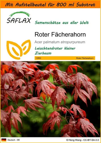 SAFLAX Blumensamen SAFLAX