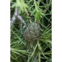Pflanzen für Dich Japanische Lärche (Larix kaempferi) - Ziergehölz mit beeindruckendem Farbspiel: Frisches Hellgrün im Frühjahr, elegantes Blaugrün im Sommer und leuchtendes Goldgelb im Herbst. Pflegeleicht und ideal für sonnige Standorte.