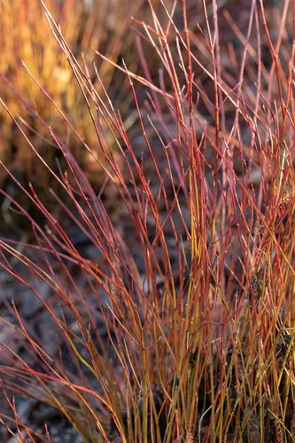 Cornus sericea Firedance - Roter Hartriegel - Attraktiver roter Hartriegel für sonnige bis halbschattige Standorte. Ideal für feuchte, gut durchlässige Böden. Wuchsform: buschig, Blütezeit: Mai-Juni. Perfekt zur Verschönerung Ihres Gartens.