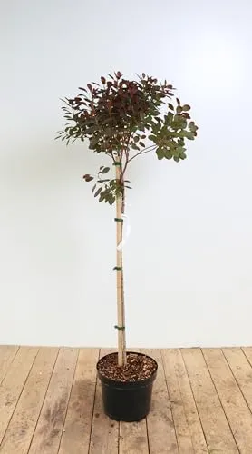Cotinus coggygria 'Royal Purple' 80 cm Stammhöhe – Winterhart, Mehrjährig, Pflegeleicht – Perückenstrauch – Zierstrauch für Garten & Solitärpflanzung