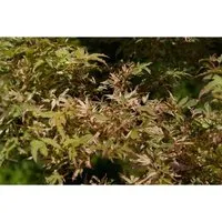 Pflanzen für Dich Gehölze Acer palmatum Oridono-nishiki - Ziergehölz mit einzigartig panaschiertem Laub, ideal für elegante Solitärpflanzungen oder Kübel auf Terrasse und Balkon. Brillante Herbstfärbung in Gelb, Orange und Purpur.