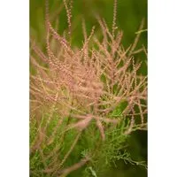 Tamarix parviflora - Rosa Blütenpflanze für Hecken - Zarte rosa Blüten, ideal für pflegeleichte Gärten und Hecken. Trockenheitsresistent und winterhart bis -20 °C, zieht Bienen und Schmetterlinge an.