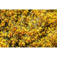 Cytisus scoparius 'Dragonfly' - Besen-Ginster - Ziergehölz mit leuchtend gelben Blüten, pflegeleicht und bienenfreundlich, ideal für sonnige Standorte und trockene Böden.