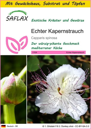 SAFLAX Kräutersamen SAFLAX - Anzuchtset - Echter Kapernstrauch