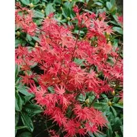 Acer Palmatum Corallinum Japanischer Ahorn Rot 125–150 cm - Hausbaum mit leuchtend roten Blättern im Frühjahr, pflegeleicht und ideal für Kübel oder als Solitärpflanze. Er erreicht bis zu 200 cm Höhe und benötigt einen geschützten Standort.