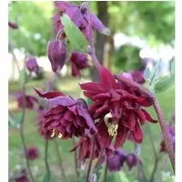 Produktbild Akelei Ruby Port - Aquilegia vulgaris
