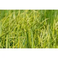 Calamagrostis x acutiflora 'England' - Garten-Reitgras im 3-5 Liter Container - Elegantes Ziergras mit aufrechter Wuchsform, perfekt für Beete und Kübel. Die goldenen Blütenrispen sorgen bis in den Winter für Attraktivität und Bewegung im Garten.