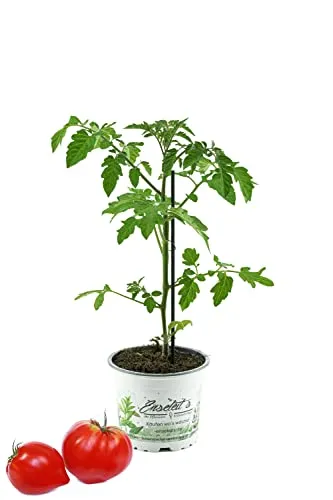 Tomatenpflanze, Fleurette F1, Veredelte Ochsenherz Tomate, Fleischtomate, Tomatenpflanzen
