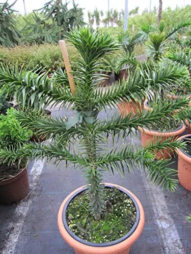 Araucaria araucana von Baumschule