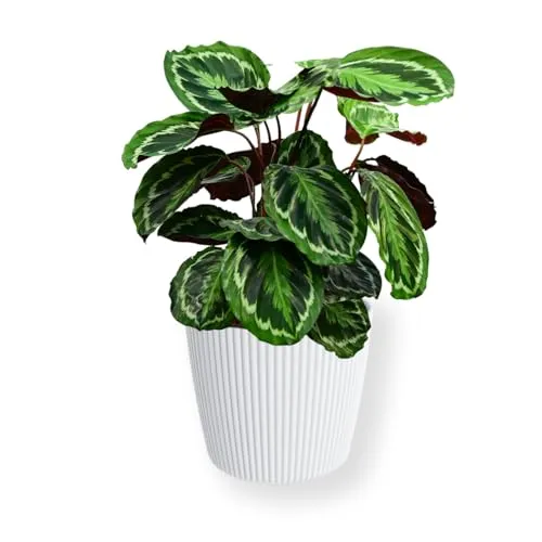 Green Me Up Set Calathea Medallion No. 19 – Zimmerpflanze im 19 cm Topf mit modernem Übertopf Milly - STILVOLLES DEKOSSET: Die Calathea Medallion bringt mit ihren gemusterten Blättern bis zu 80 cm Höhe frischen Wind in dein Zuhause. Der elegante Übertopf Milly setzt die Pflanze perfekt in Szene und ist ideal für Tierfreunde.