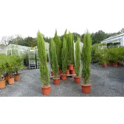 5x Toskana Zypresse Totem 190-220 cm - Winterhart und auffällig - 5x elegante Säulenzypressen für Ihren Garten. Winterhart bis -20°C, ideal als Solitär oder in Gruppen. Verleihen Sie Ihrem Außenbereich einen mediterranen Flair!