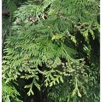 Produktbild Lebensbaum Martin 60-80cm - Thuja plicata