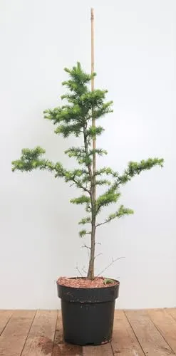 Larix kaempferi - Japanische Lärche 80-100 cm - Winterharte Baumschule mit goldgelber Herbstfärbung, ideal für Hecken und Solitärstellungen, pflegeleicht und perfekt für Gartenanfänger.