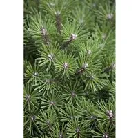 Pinus Mugo Benjamin Bergkiefer Kompakt 25–30 cm – Immergrünes Nadelgehölz - Die kompakte Bergkiefer Pinus mugo Benjamin begeistert mit ihrem dichten, kugeligen Wuchs und frischen, grünen Nadeln. Ideal für Beete, Steingärten und als Kübelpflanze, sorgt sie ganzjährig für ansprechende Akzente.