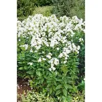 Phlox Paniculata Danielle Flammenblume Ca. 11x11 cm Topf