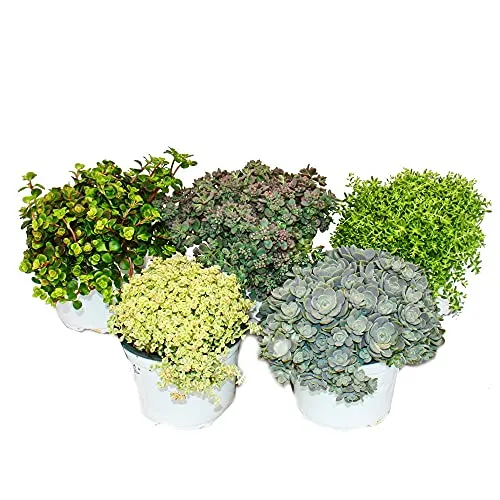 verschiedene Winterharte Sedum-Pflanzen - Fetthenne - abwechslungsreiches Farbspiel 5