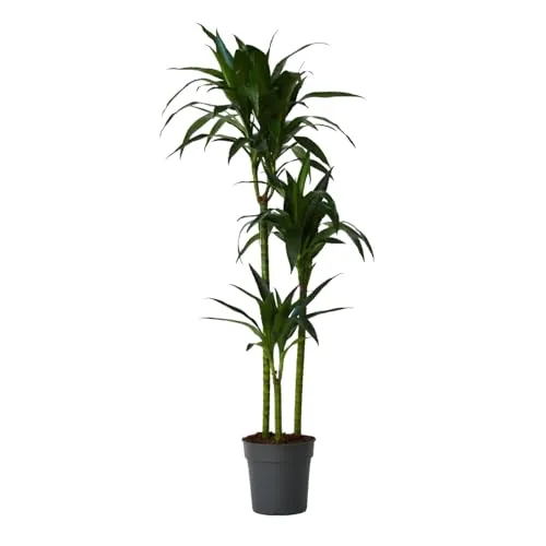Plant in a Box Dracaena Fragrans Janet Craig 140-150cm von Plant in a Box