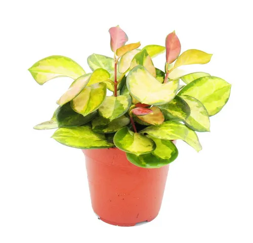 Exotenherz Zimmerpflanze Zimmerpflanze hängend Hoya carnosa Lisa buntblättrige Wachsblume 12cm