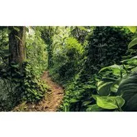 Komar Vliestapete Digitaldruck Vlies - Path of Dreams - Fototapete in der Größe 400 x 250 cm, mit traumhaftem Waldmotiv in grün. Dimensionsstabil, leicht zu verarbeiten und rückstandslos abziehbar – ideal für Wohnzimmer und Schlafzimmer.